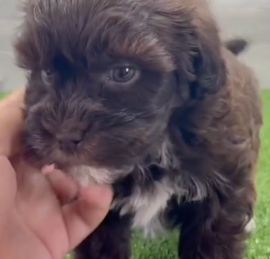 Havapoo Puppies For Sale - Simply Southern Pups